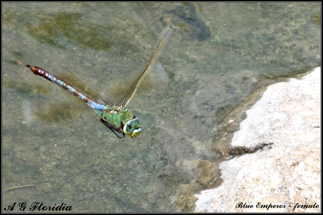 Sympetrum fonscolombii ?